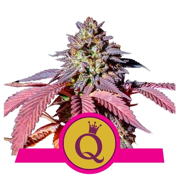 Семена конопли Purple Queen Фотопериодные