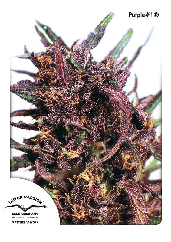 Семена конопли Purple #1 Фотопериодные