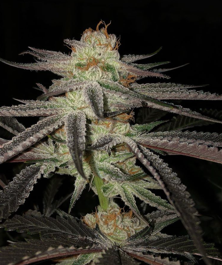 Семена конопли Purple Punch x Do-Si-Dos Фотопериодные
