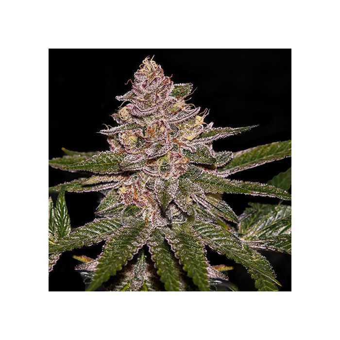 Семена конопли Radical Juice Auto Фотопериодные
