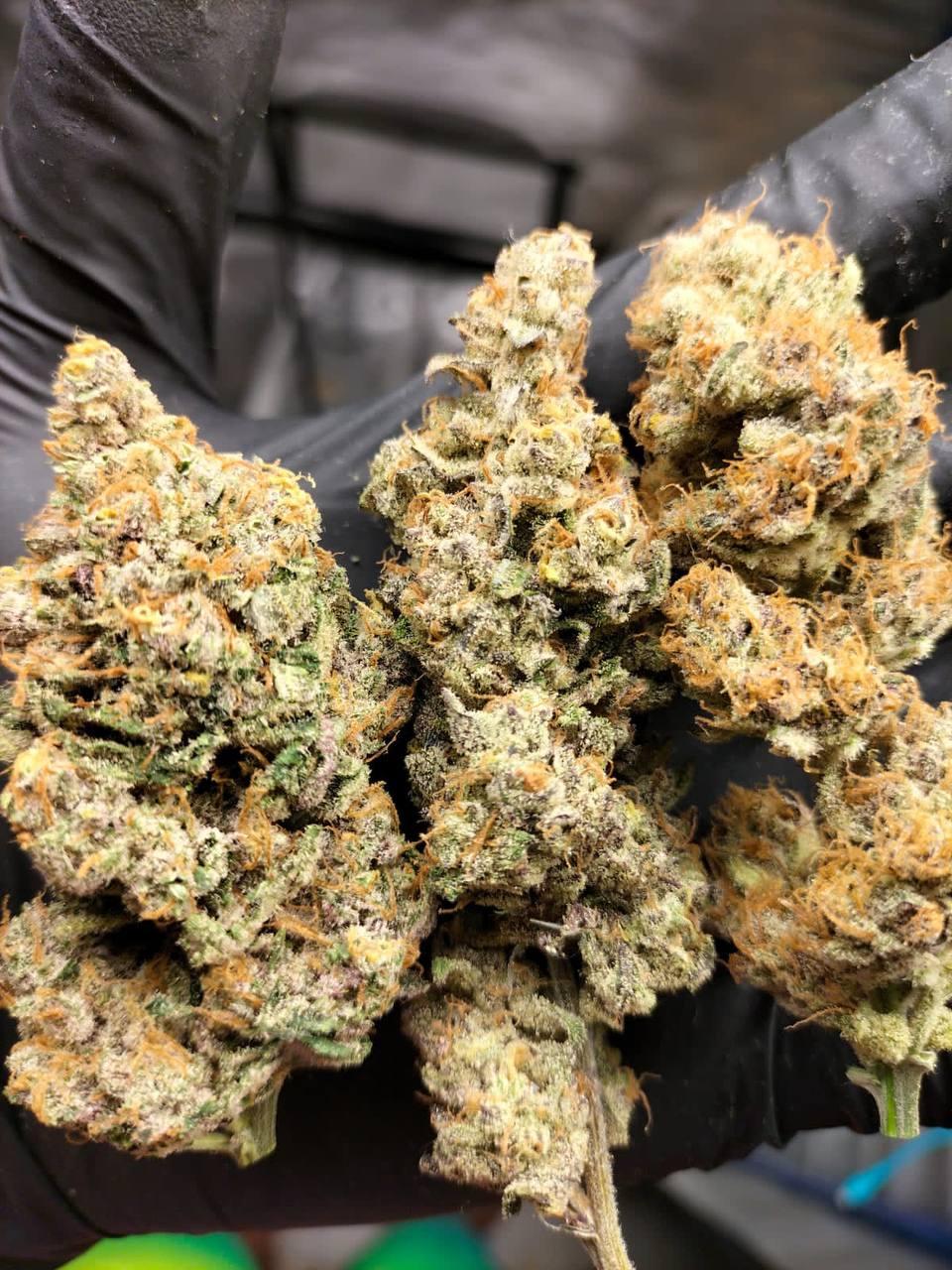 Семена конопли Radical Juice Фотопериодные