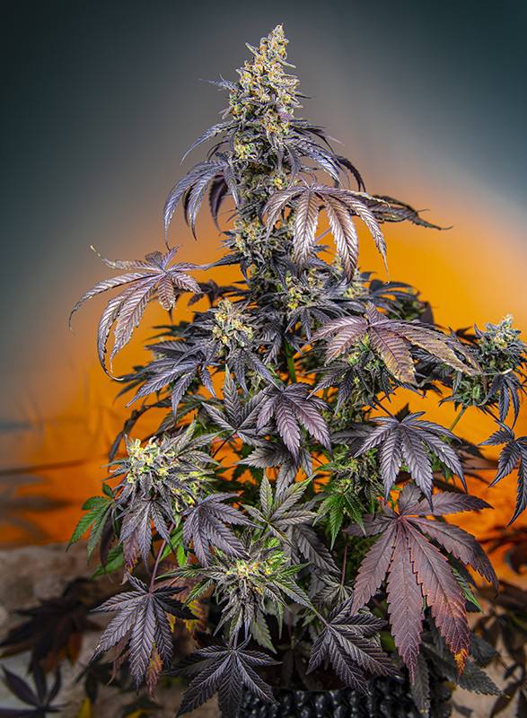 Семена конопли Red Gorilla Girl XL Auto Автоцветы