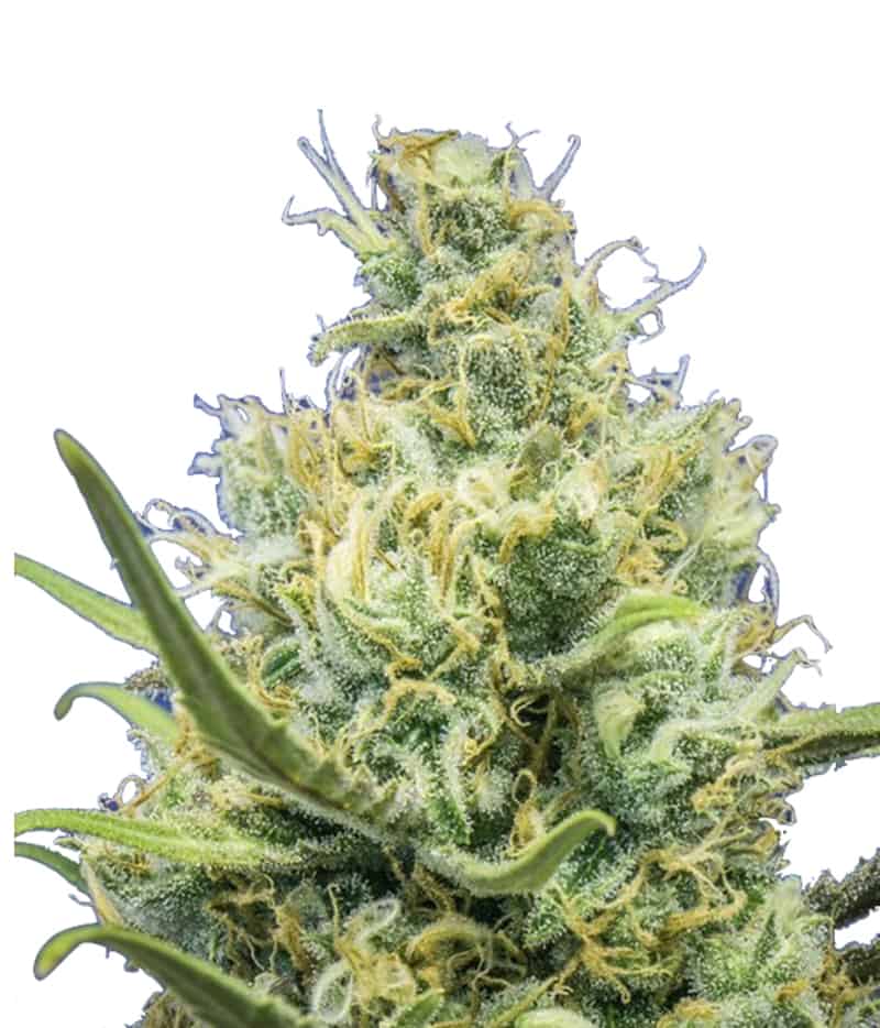Семена конопли Ripper Haze Фотопериодные