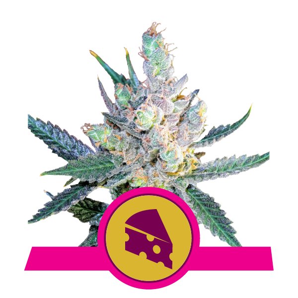 Семена конопли Royal Cheese Automatic Автоцветы