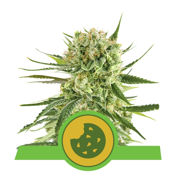 Семена конопли Royal Cookies Automatic Автоцветы
