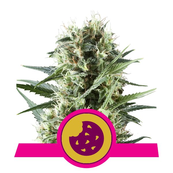 Семена конопли Royal Cookies Фотопериодные
