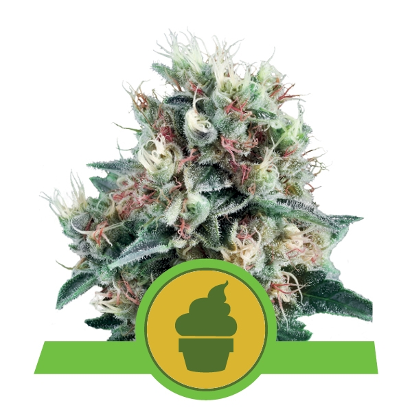 Семена конопли Royal Creamatic Auto Автоцветы