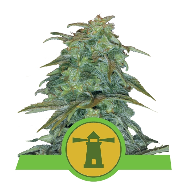 Семена конопли Royal Haze Automatic Автоцветы