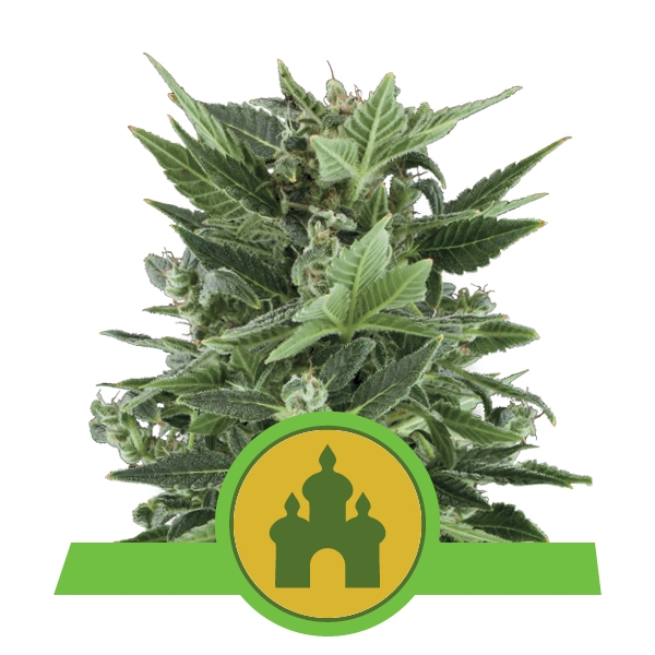 Семена конопли Royal Kush Automatic Автоцветы