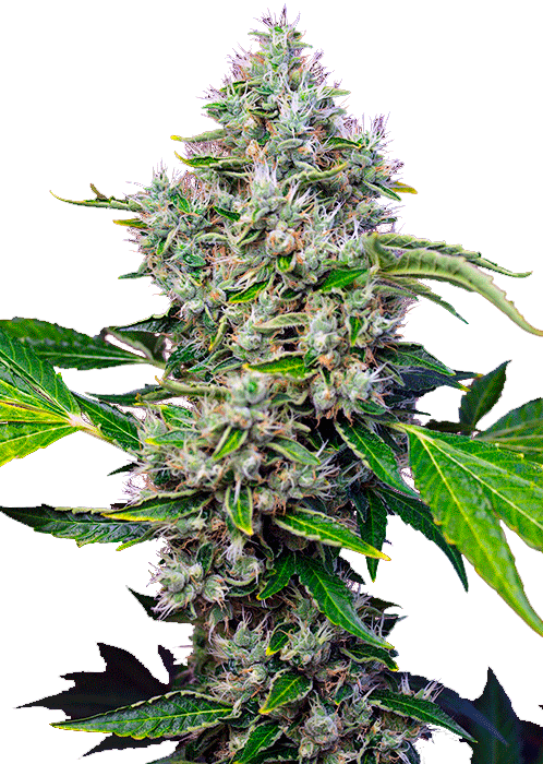Семена конопли San Fernando Lemon Kush Фотопериодные