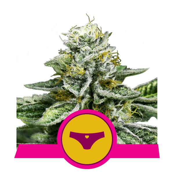 Семена конопли Sherbet Queen Фотопериодные