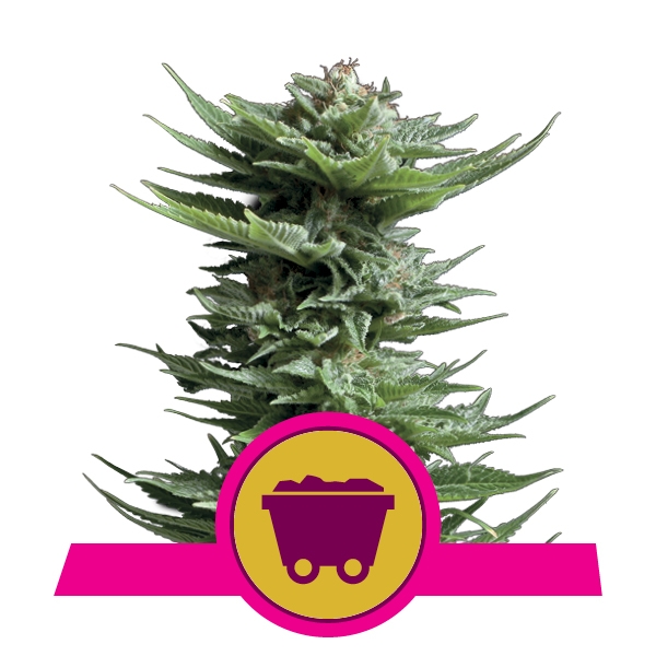 Семена конопли Shining Silver Haze Фотопериодные