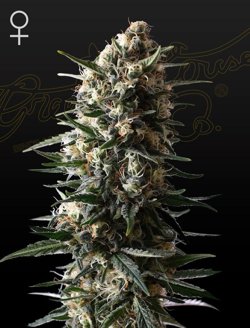 Семена конопли Bubba Slush Фотопериодные