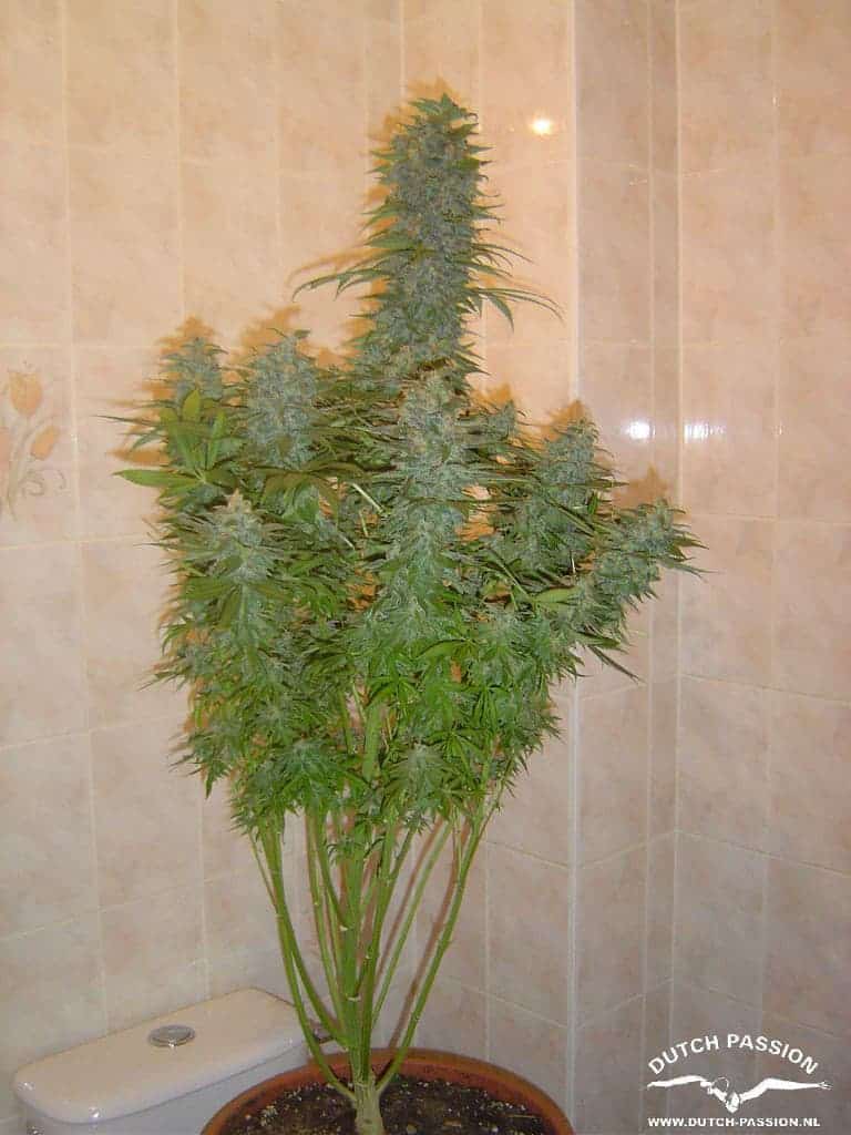 Семена конопли Skunk #11 - фото 4