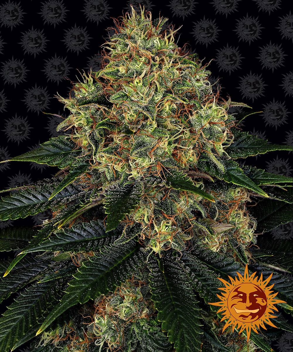 Семена конопли Skywalker OG Auto Автоцветы