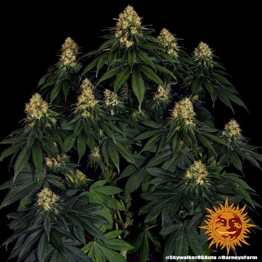Семена конопли Skywalker OG Auto - фото 2