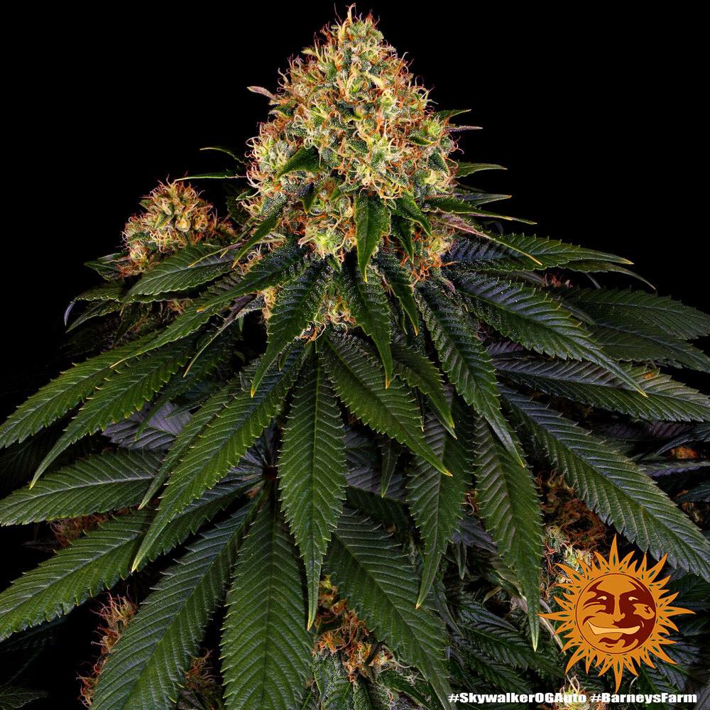 Семена конопли Skywalker OG Auto - фото 3