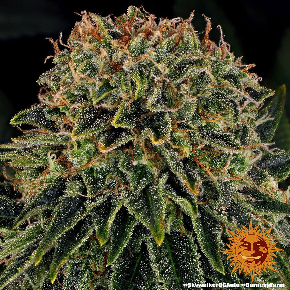 Семена конопли Skywalker OG Auto - фото 4