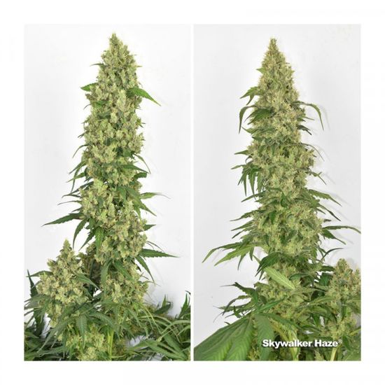 Семена конопли Skywalker Haze Фотопериодные