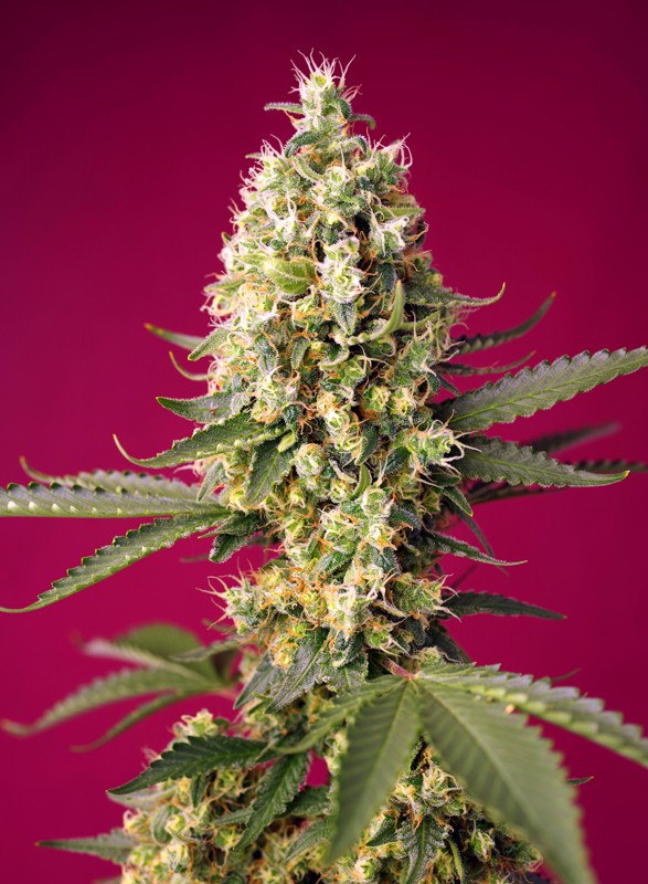 Семена конопли Skywalker OG Runtz XL Auto Автоцветы
