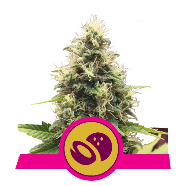 Семена конопли Somango XL Фотопериодные