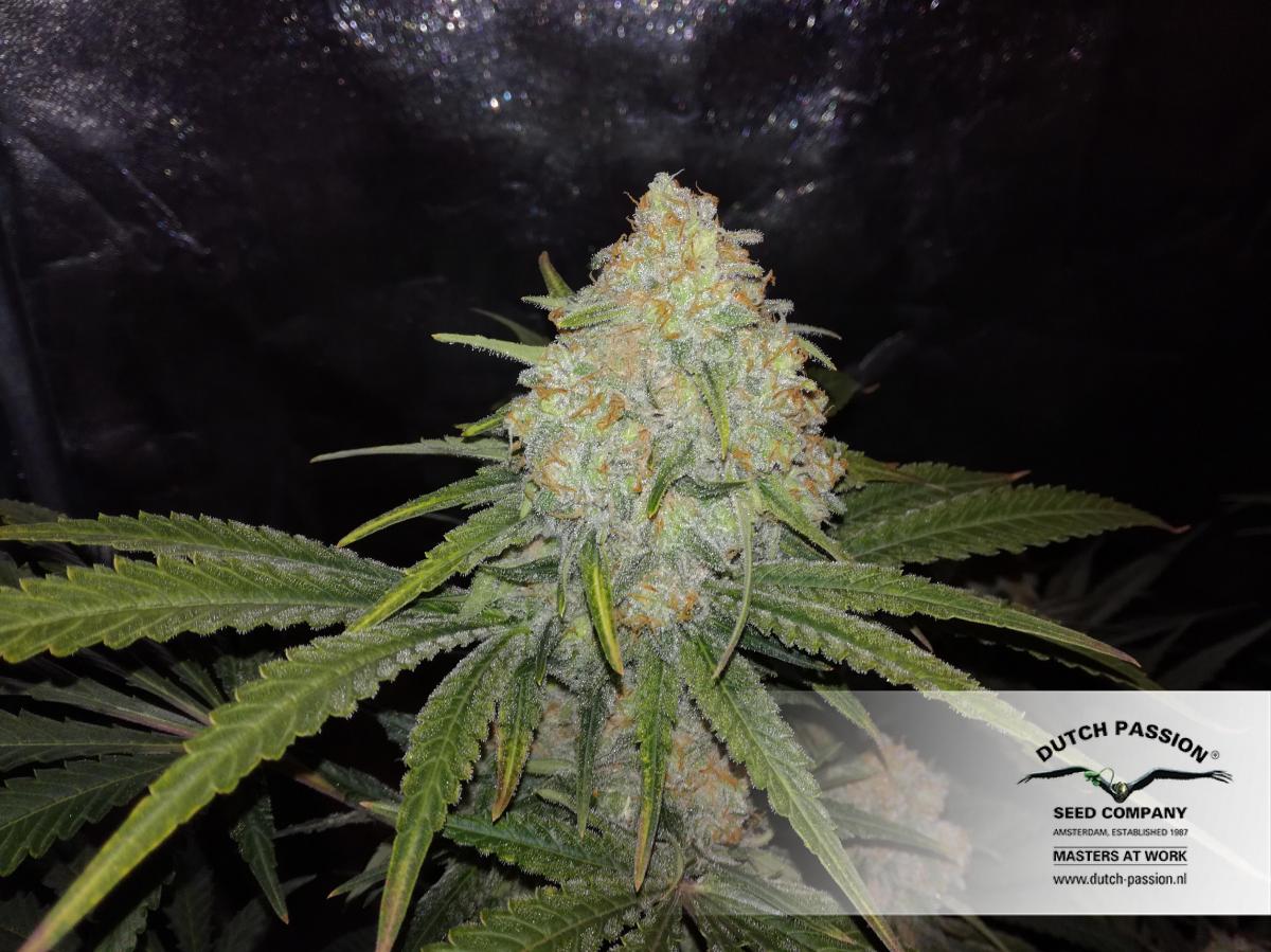 Семена конопли Critical Orange Punch Фотопериодные