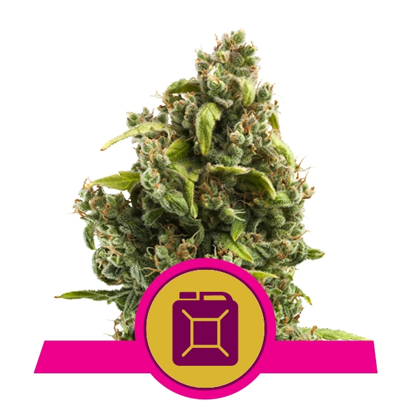 Семена конопли Sour Diesel Фотопериодные