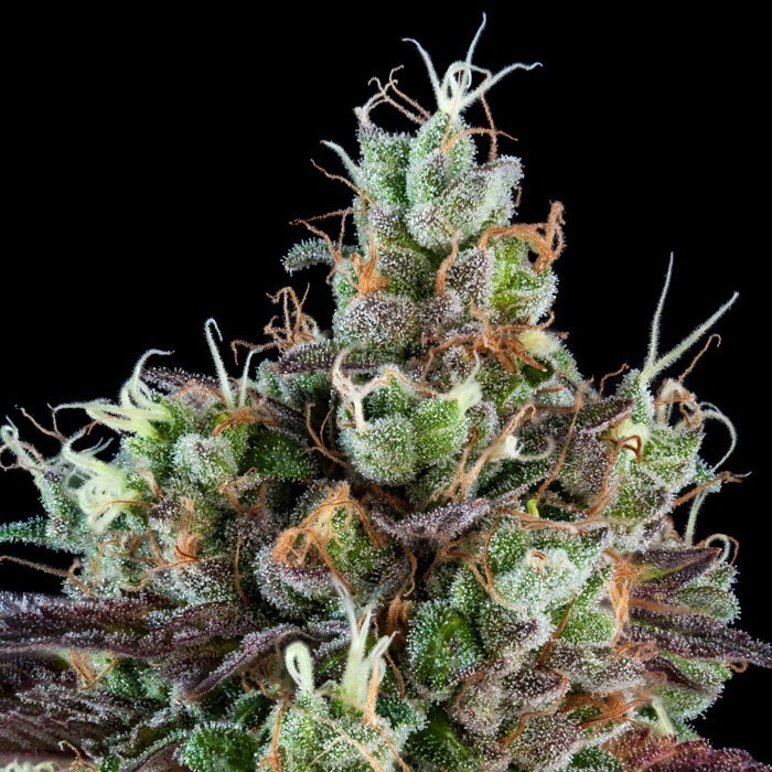 Семена конопли Sour Ripper Auto Фотопериодные