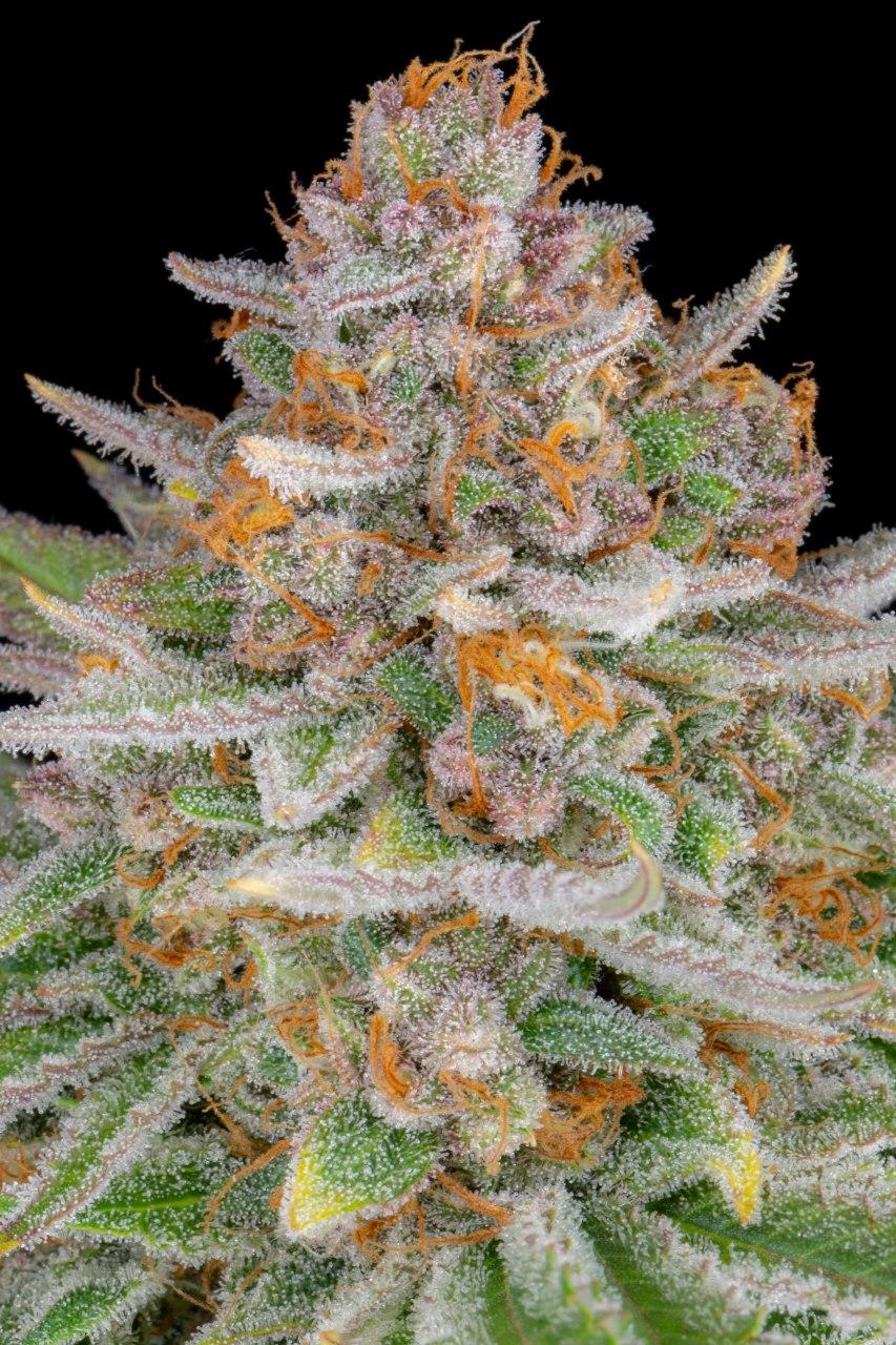Семена конопли Strawberry Pie Auto Автоцветы