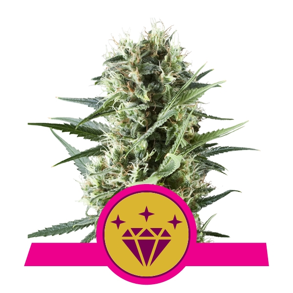 Семена конопли Special Kush 1 Фотопериодные