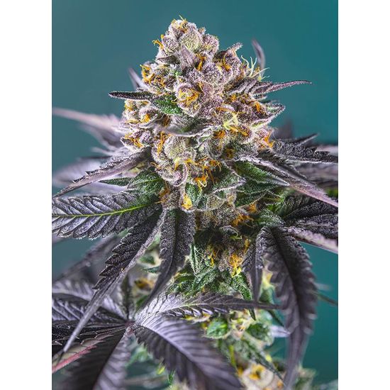 Семена конопли Red Strawberry Banana Auto Автоцветы