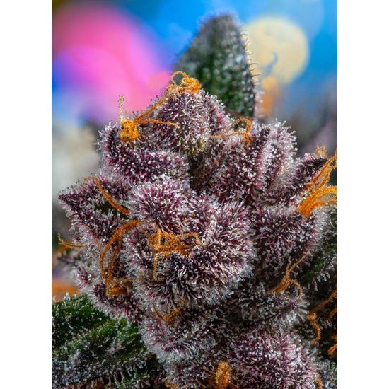 Семена конопли Strawberry Cheesecake Auto Автоцветы