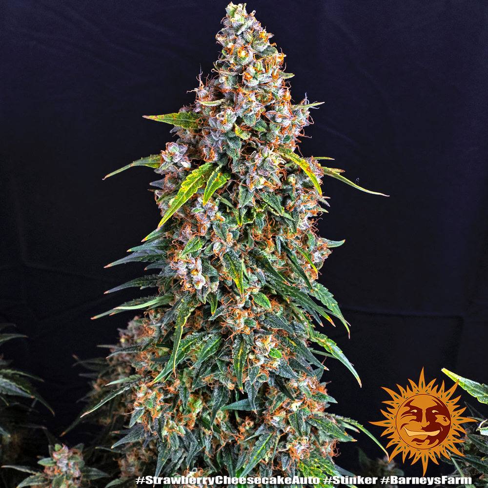 Семена конопли Strawberry Cheesecake Auto - фото 2