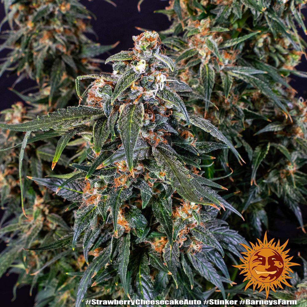 Семена конопли Strawberry Cheesecake Auto - фото 3