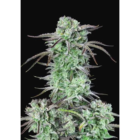 Семена конопли Strawberry Banana Auto Автоцветы
