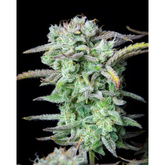 Семена конопли Strawberry Banana Auto - фото 2