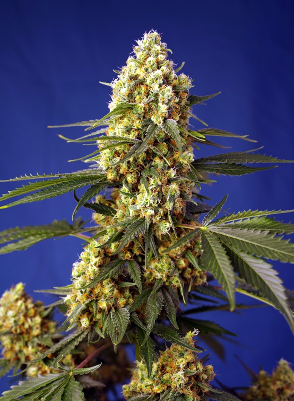 Семена конопли Strawberry Banana Gelato XL Auto Автоцветы