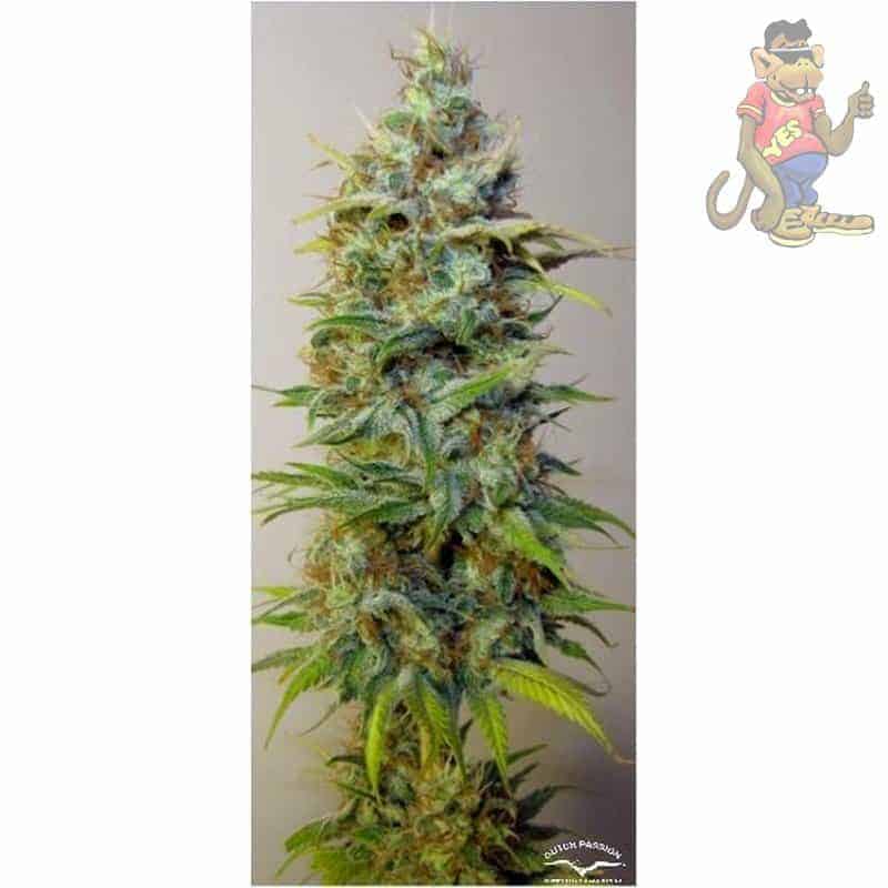 Семена конопли Strawberry Cough - фото 4