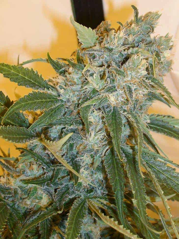 Семена конопли Strawberry Cough - фото 3