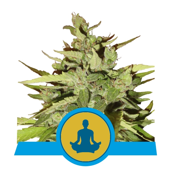 Семена конопли Stress Killer Automatic CBD Автоцветы