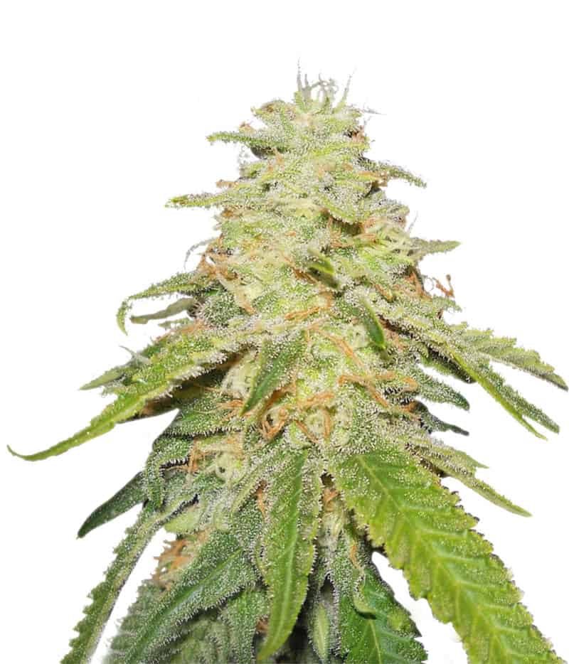 Семена конопли Sugar Black Rose Auto Автоцветы
