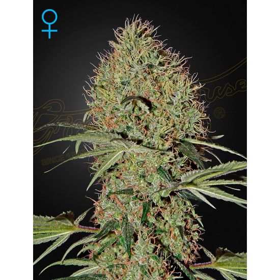 Семена конопли Super Bud Autoflowering Автоцветы