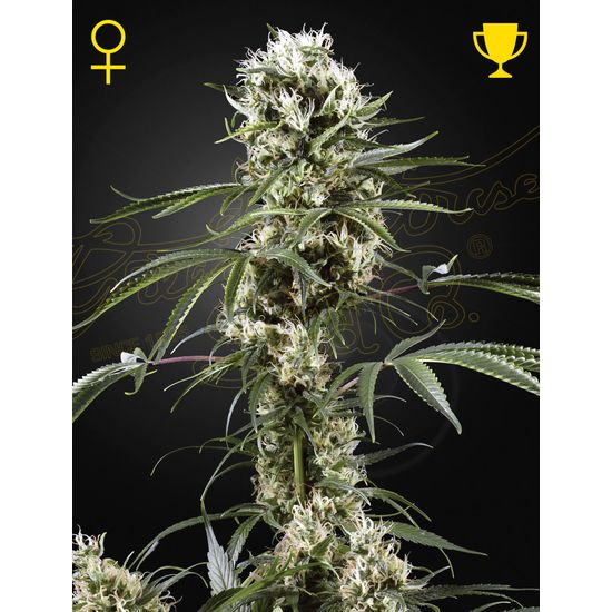 Семена конопли Super Lemon Haze Auto Автоцветы