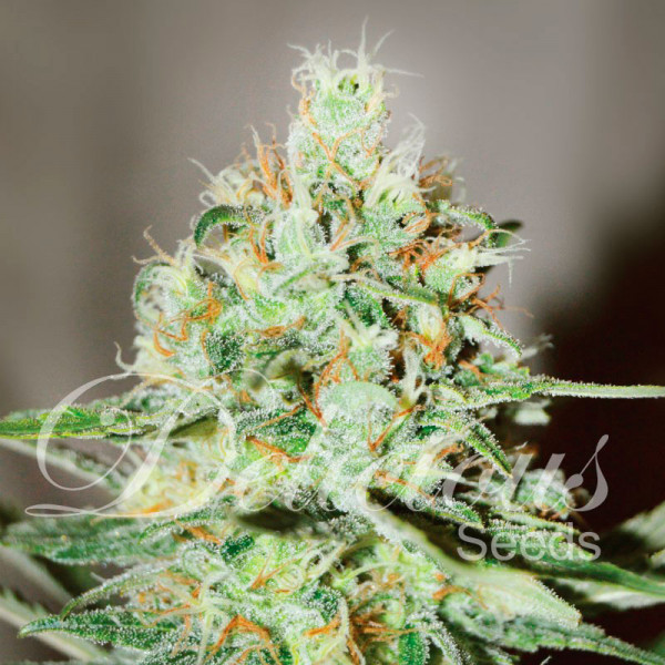 Семена конопли JÄGG Kush Фотопериодные