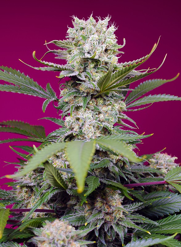 Семена конопли Sweet Mandarine Zkittlez XL Auto Автоцветы