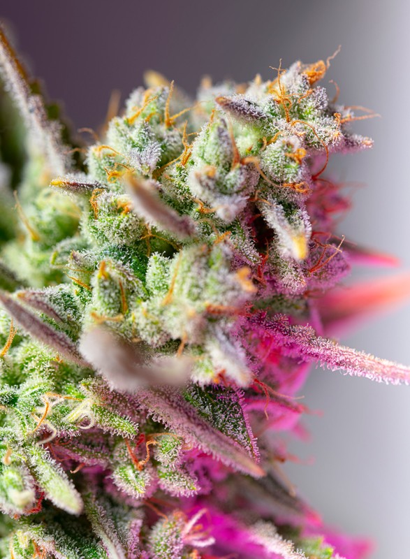Семена конопли Sweet Mimosa XL Auto Автоцветы