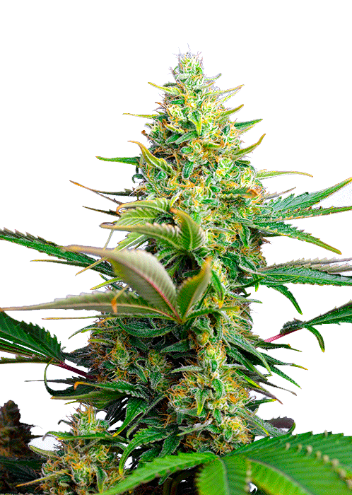 Семена конопли Sweet Pure Auto CBD Автоцветы