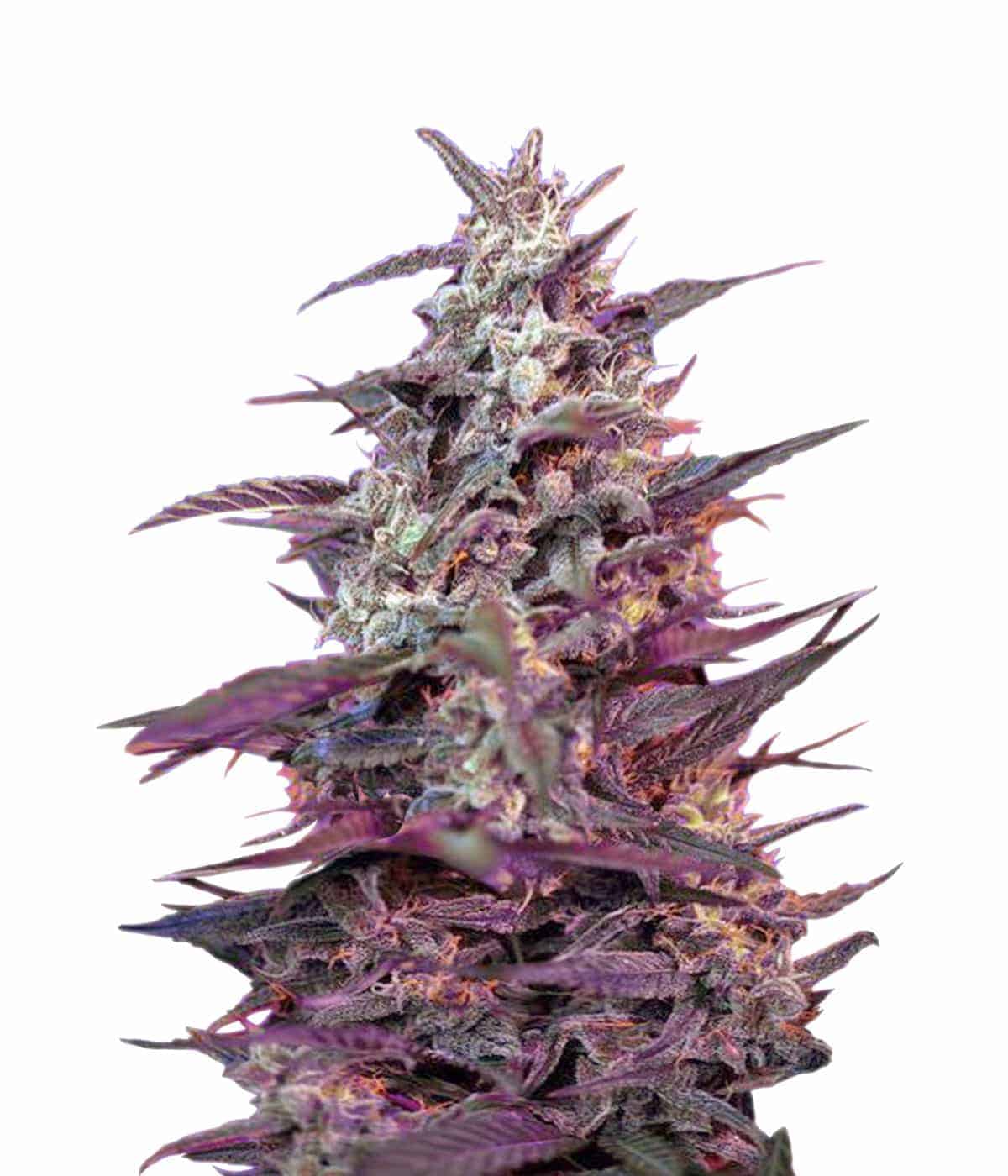 Семена конопли Auto Bloody Skunk Автоцветы