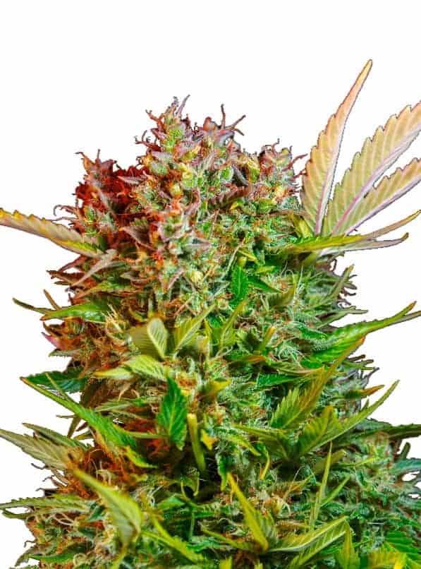 Семена конопли Cream Mandarine XL Auto Автоцветы