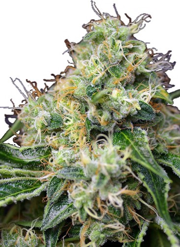 Семена конопли Auto Killer Kush Автоцветы